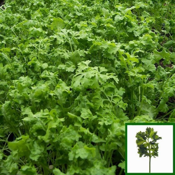 Bahçe Teresi(Garden Cress) Tohumu(100 tohum) - 1