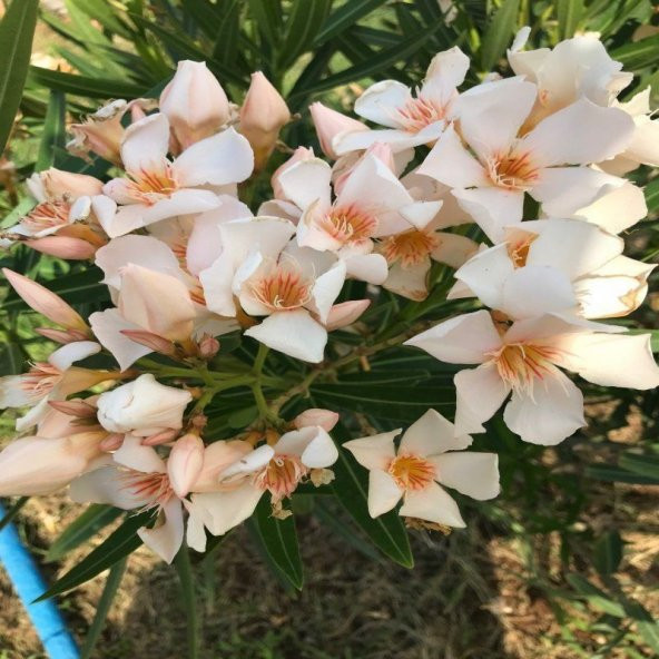 Tüplü Krem Özel Seri Zakkum Bitkisi Fidanı (10-30 Cm)