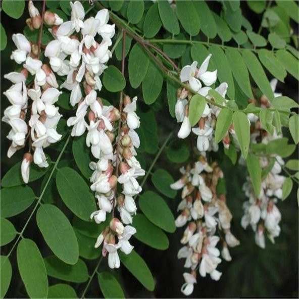 Tüplü Kokulu Akasya Ağacı Fidanı (80-130 Cm)