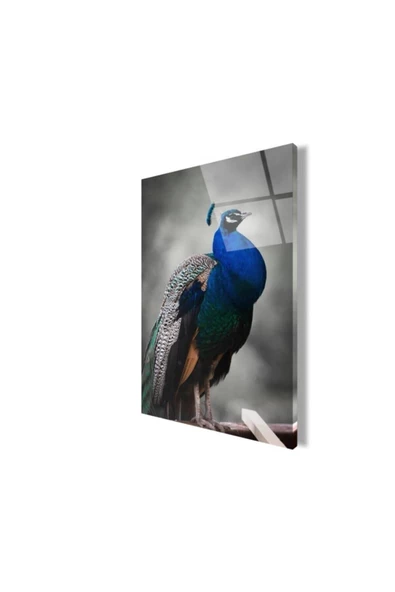 Tavuskuşu Dekoratif ve Modern Cam Tablo 2 50x70 Cm