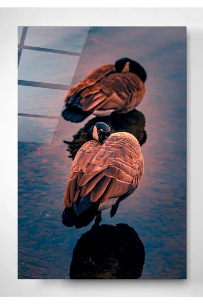Branta Canadensis Dekoratif ve Modern Cam Tablo 70x110