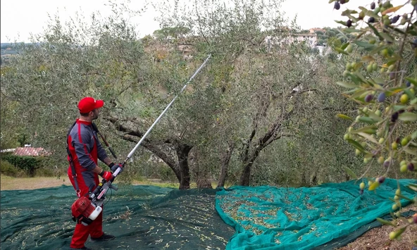 Cifarelli SC 605 Zeytin Silkeleme Makinesi - 4