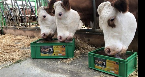 VitaCowa Vitamin Mineral Yalama Kovası 25 Kg