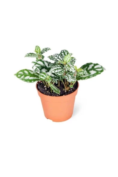 Pilea Cadierei Karyağdı Çiçeği Iç Mekan Bitkisi 10-20 cm - Resim 2
