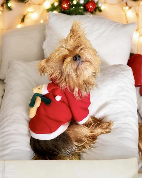 My Teddy Noel Kapşonlu Köpek Süeteri, Köpek Kıayafeti - 6