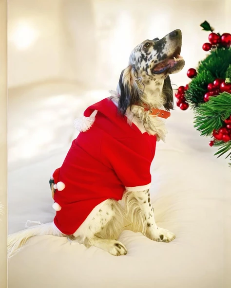 My Teddy Noel Kapşonlu Köpek Süeteri, Köpek Kıayafeti - 10