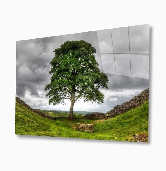 Doğa Dekoratif ve Modern Cam Tablo ürün görseli