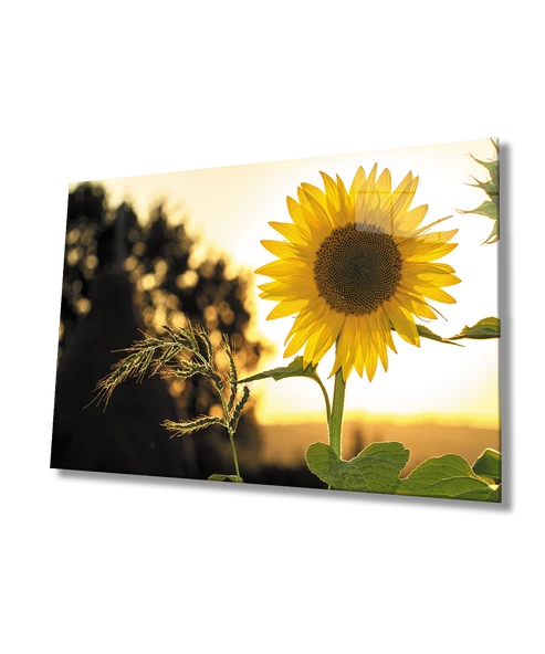 Ayçiçeği Dekoratif ve Modern Cam Tablo ürün görseli 1