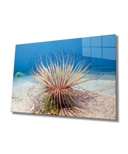 Sualtı Canlıları Dekoratif ve Modern Cam Tablo Marine Life