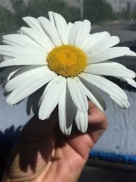 100 Adet Tohum Nadir Dev Kayılıcı Beyaz Papatya Tohumu Sürpriz Hediye Tohumlu - 2