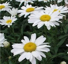 100 Adet Tohum Nadir Dev Kayılıcı Beyaz Papatya Tohumu Sürpriz Hediye Tohumlu - 3