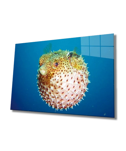 Fugu Balığı Dekoratif ve Modern Cam Tablo Fugu