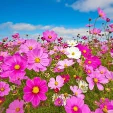 10 Adet Tohum Karışık Renkli Kosmos Çiçeği Tohumu Mezarlık Kabir Çiçeği Saksı Toprak Hediye - 3