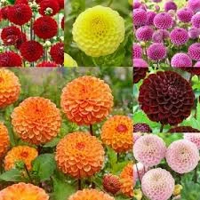 30 Adet Tohum Karışık Dehlia Yıldız Çiçeği Tohumu Sürpriz Hediye Tohumlu - 2