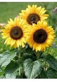 20 Adet Tohum Sarı Süs Ayçiçek Tohumu Mezarlık Kabir Çiçeği Tohumu Hediye Tohum - 2