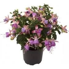 20 Adet Tohum Nadir Mor Küpeli Çiçeği Tohumu Sürpriz Hediye Tohum - 2