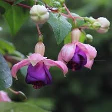 20 Adet Tohum Nadir Mor Küpeli Çiçeği Tohumu Sürpriz Hediye Tohum