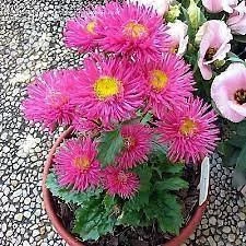 30 Adet Tohum Mor Dilber Kirpiği Çiçeği Tohumu Saksı Toprak Hediyemiz - 2