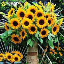 35 Adet Tohum Nadir Sarı Süs Ayçiçeği Tohumu Mezarlık Kabir Çiçeği Saksı Toprak