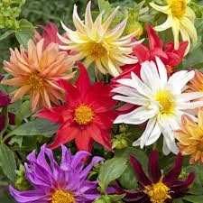 30 Adet Tohum Karışık Dehlia Yıldız Çiçeği Tohumu Sürpriz Hediye Tohumlu