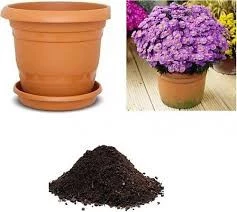 30 Adet Tohum Mor Dilber Kirpiği Çiçeği Tohumu Saksı Toprak Hediyemiz