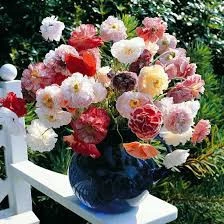 50 Adet Tohum Nadir Bulunan Karışık Gelincik Çiçeği Tohumu Mezarlık Kabir Çiçeği Saksı Toprak