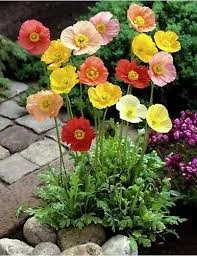 150 Adet Tohum Karışık Renkli Gelincik Çiçeği Tohumu Sürpriz Hediye Tohum - 2