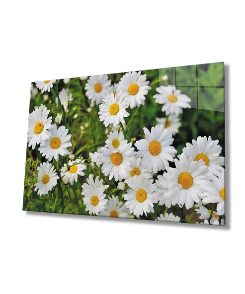 Papatya Çiçek Dekoratif ve Modern Cam Tablo    Daisy Flower
