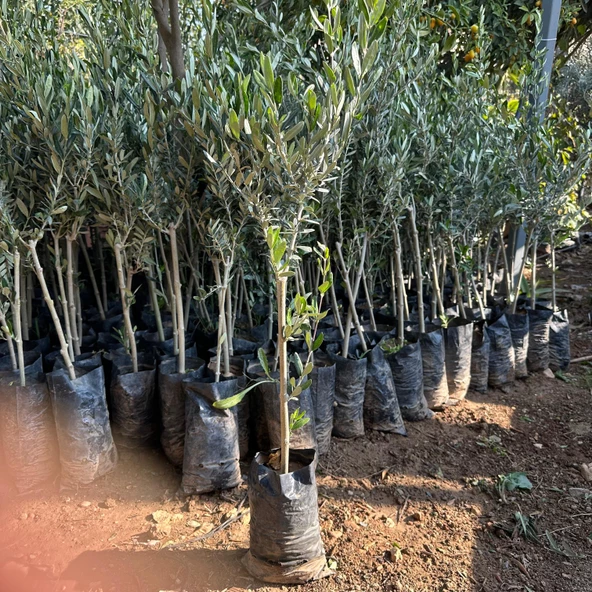 Tüm Bölgelere Uygun Tüplü Ayvalık Zeytini Fidanı - Resim 3