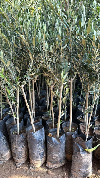 Sofralık ve Yağlık Tüplü Edremit Zeytini Fidanı - 3