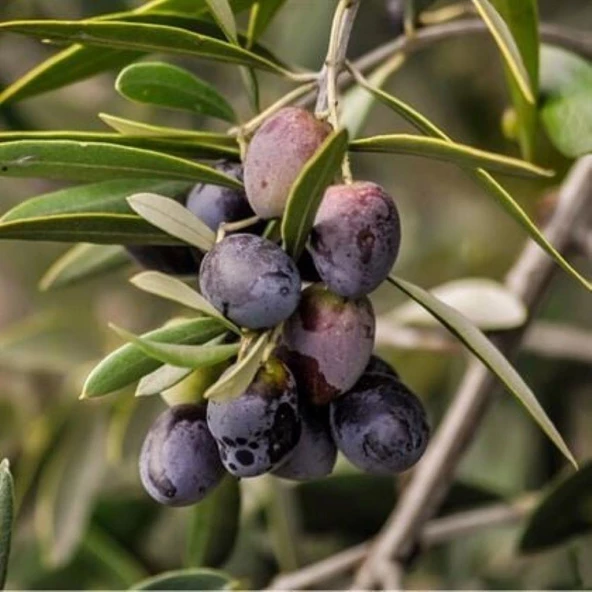 Tüplü Sofralık ve Yağlık Gemlik Zeytini Fidanı ürün görseli 1