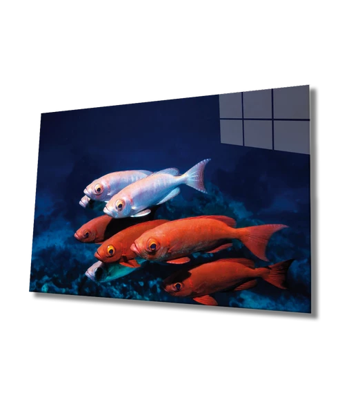 kırmızı Beyaz Balıklar Dekoratif ve Modern Cam Tablo Red White Fishes