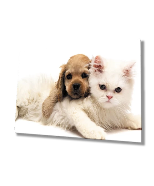 Kedi ve Köpek Dekoratif ve Modern Cam Tablo