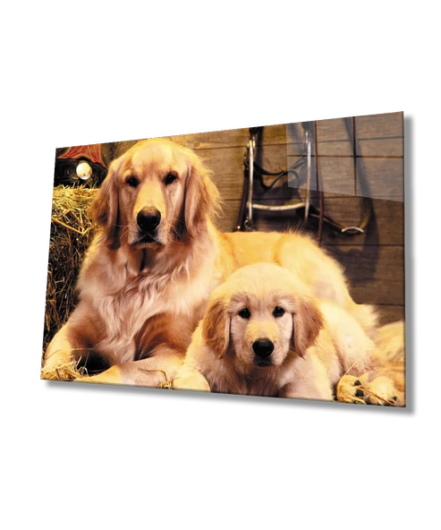 Köpekler