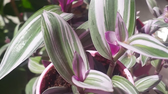 Tradescantia Nanouk 15 cm Pembe Telgraf Çiçeği Canlı Bitki - Resim 3