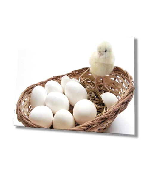 Civciv Yumurta Dekoratif ve Modern Cam Tablo    Chick Egg