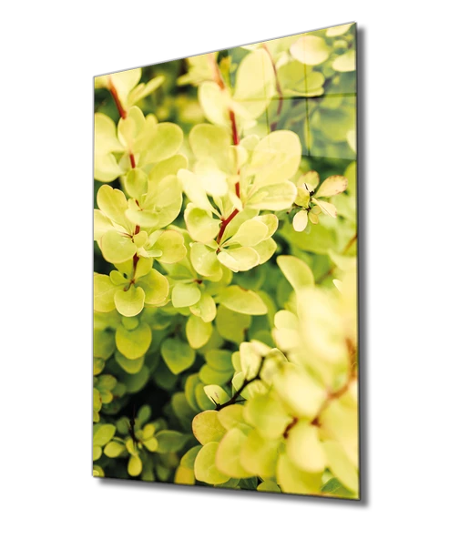 Sarı Yeşil Yapraklar Bitki Dekoratif ve Modern Cam Tablo Green Yellow Nature