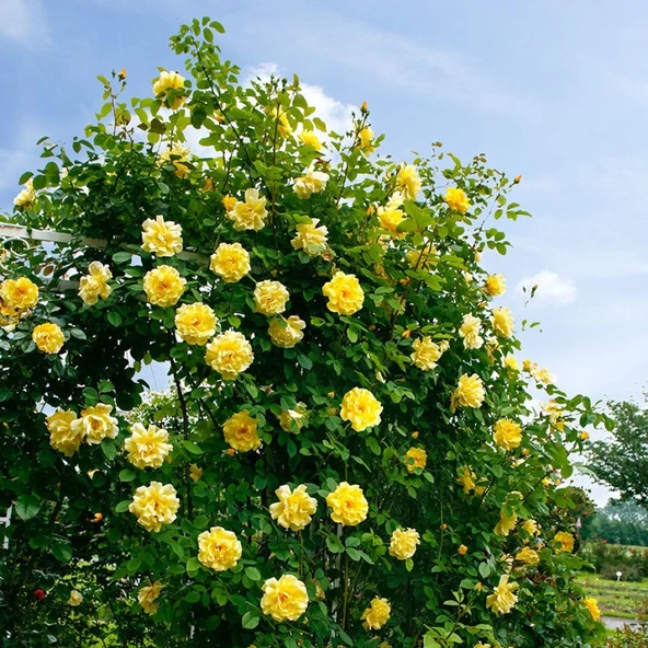 Yediveren Sarı Sarmaşık Gül Fidanı 10-20 Cm - Resim 3