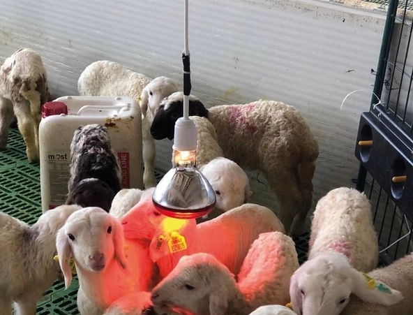 Şavk Isıtıcı Lamba 250 Watt Kırmızı - 6