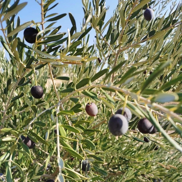 Yağlık ve Sofralık Tüm Bölgelere Uygun Nizip Zeytini Fidanı ürün görseli 1