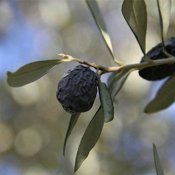 Kırmalık ve Yağlık Tüplü Karaburun (Hurma) Zeytini Fidanı - 1