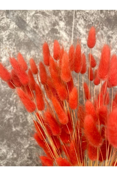 Kırmızı Renkli Kurutulmuş Pamuk Otu, Tavşan Kuyruğu Gelin Buketi Aranjman Çiçeği Lagurus 100 Dal - 2