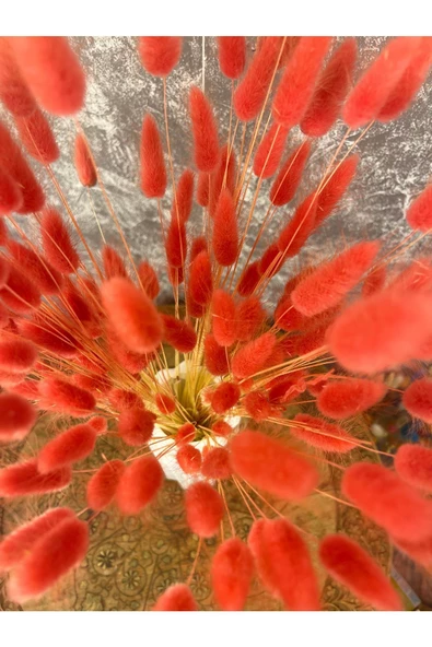 Kırmızı Renkli Kurutulmuş Pamuk Otu, Tavşan Kuyruğu Gelin Buketi Aranjman Çiçeği Lagurus 50 Dal - 3