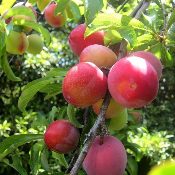 Tüplü Aşılı Aromatik Verimli Laetitia Japon Erik Fidanı
