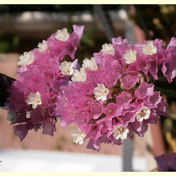 Deep Rose Limonium Sinuatum Deniz Lavantası Tohumu (30 tohum)