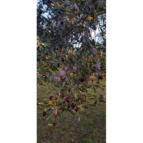 Natürel 1. Zeytinyağı 1 LT - 5