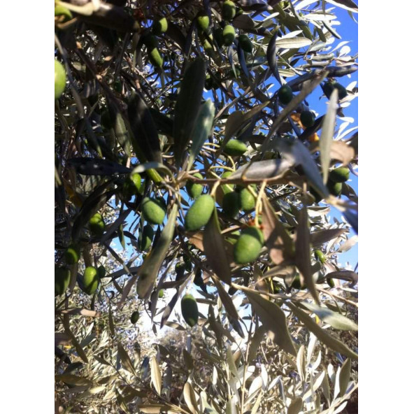 Natürel Sızma Zeytinyağı 18 LT - 5