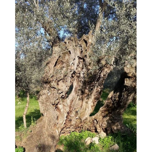 Natürel Sızma Zeytinyağı 18 LT - 6