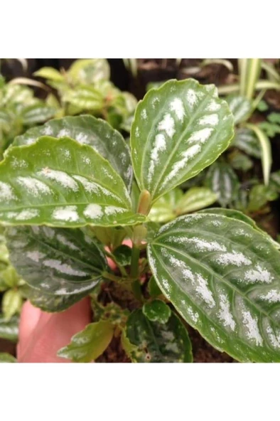 Gümüş Begonya 10-20 cm ürün görseli
