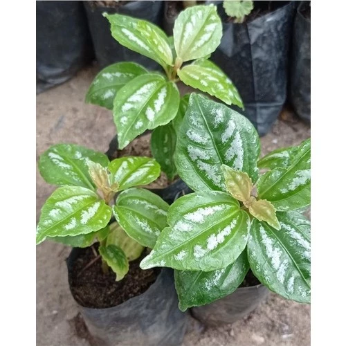 Silver Begonia Karyağdı Gümüş Begonya  10-20 cm 1 Adet